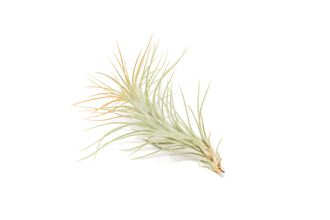 color enhanced orange tillandsia funckiana air plant