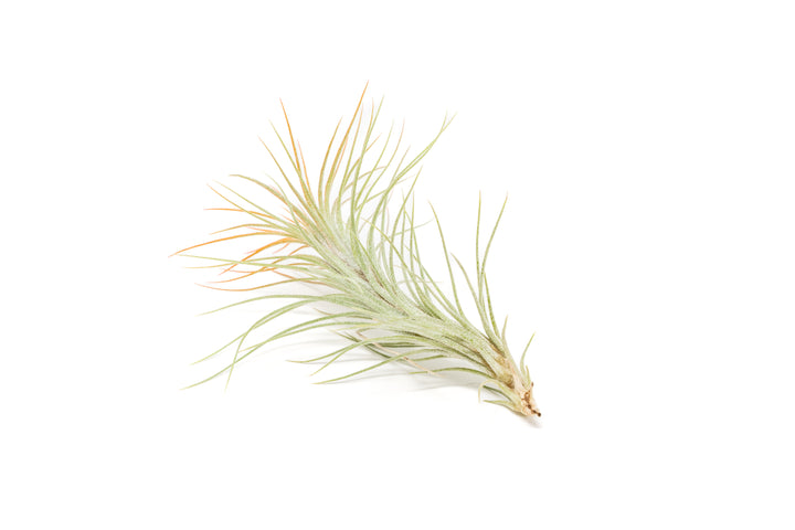 color enhanced orange tillandsia funckiana air plant