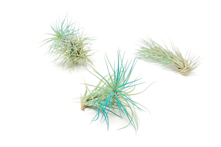 three color enhanced teal tillandsia funckiana air plants