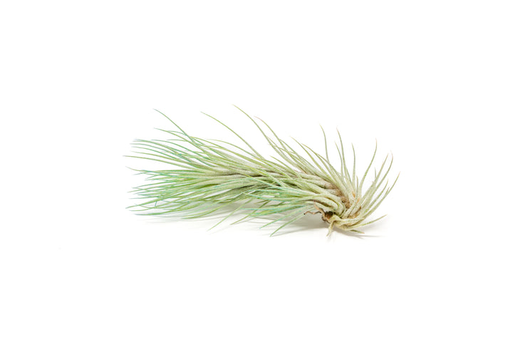 color enhanced green tillandsia funckiana air plant