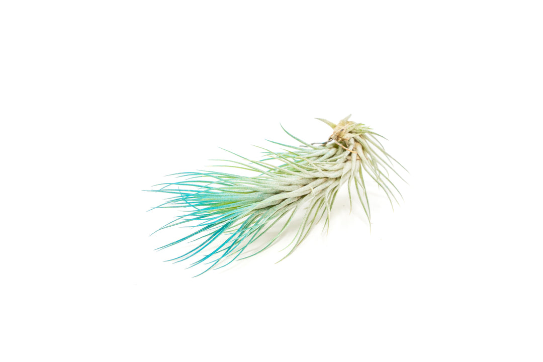 color enhanced teal tillandsia funckiana air plant