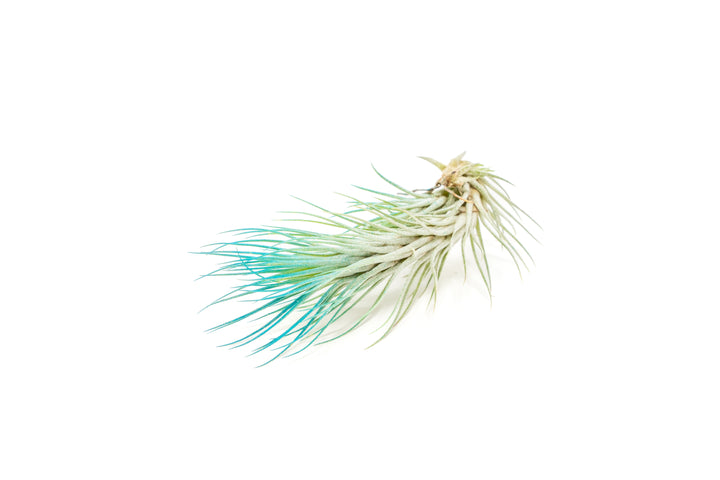 color enhanced teal tillandsia funckiana air plant