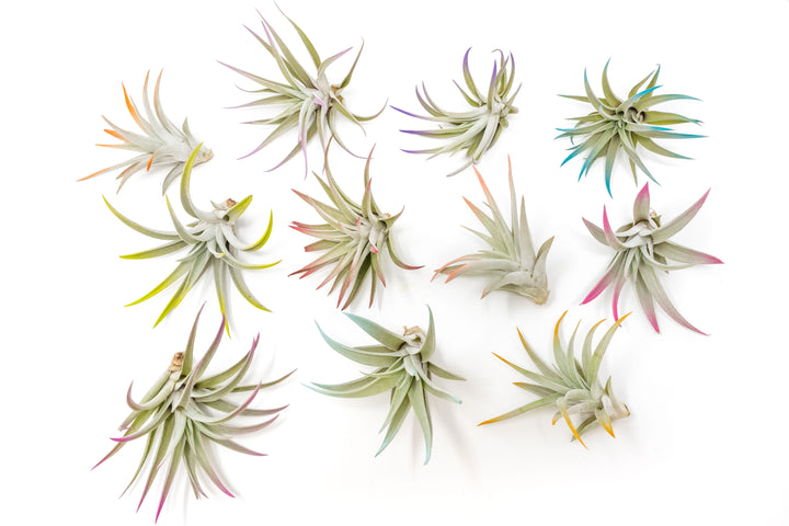 color enhanced tillandsia harrisii air plants with blue, teal, pink, orange, purple and yellow tips