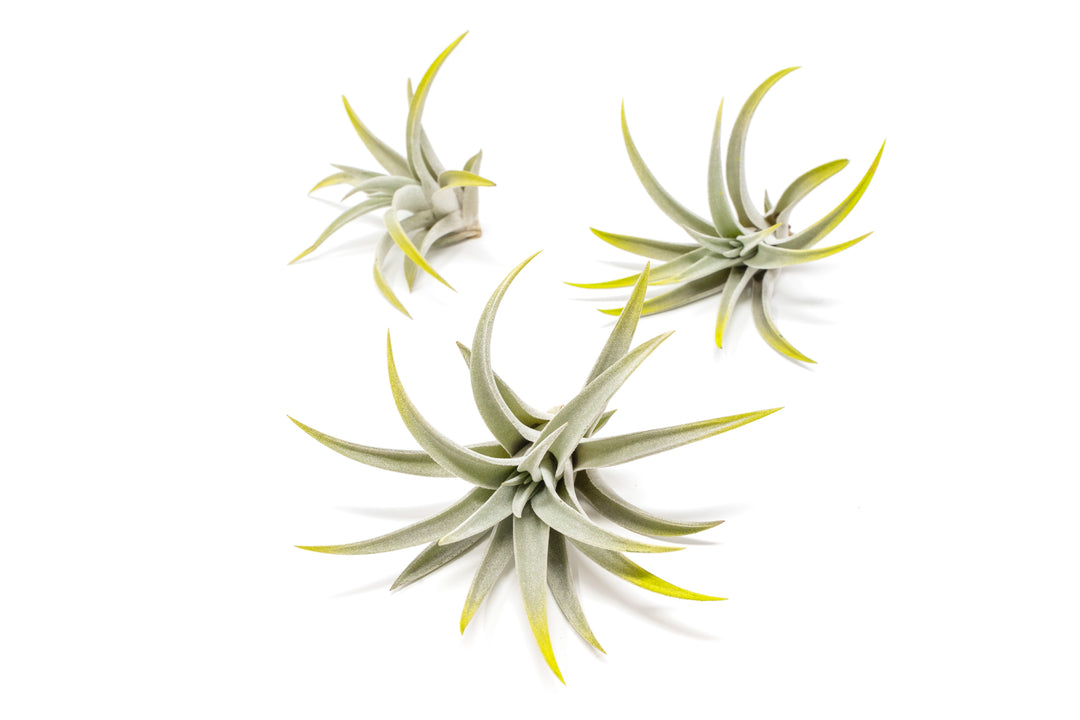 three bright green color enhanced tillandsia harrisii air plants