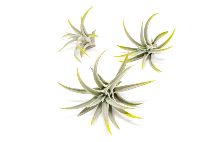 three bright green color enhanced tillandsia harrisii air plants