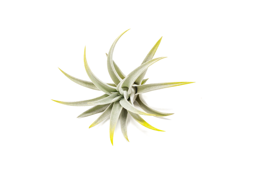 bright green color enhanced tillandsia harrisii air plant