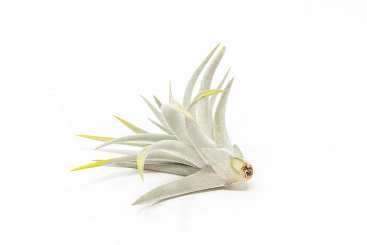color enhanced bright green tillandsia harrisii air plant