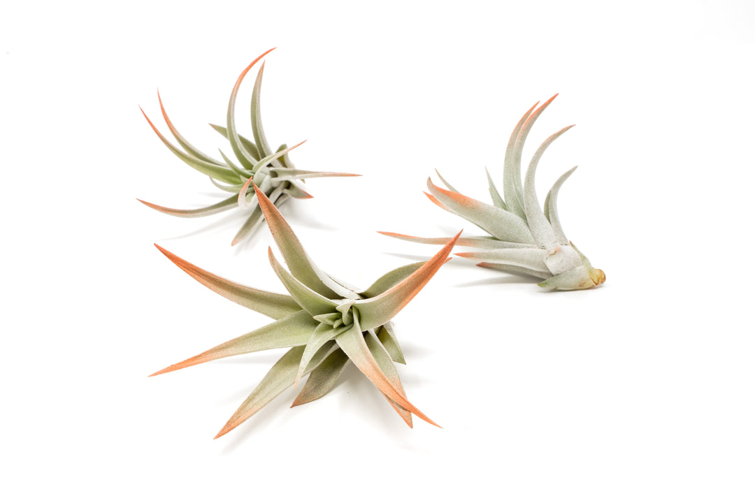 three color enhanced coral tillandsia harrisii air plants