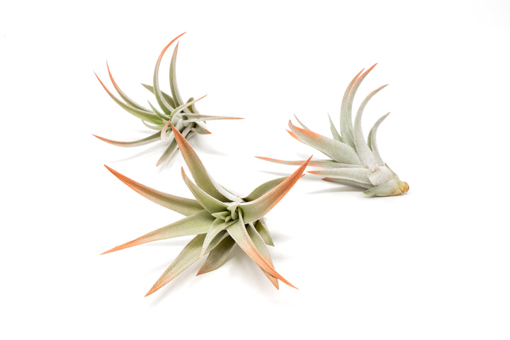 three color enhanced coral tillandsia harrisii air plants