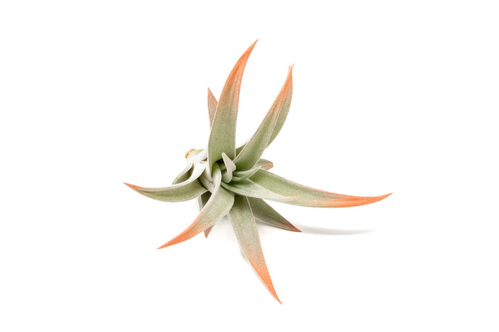 color enhanced coral tillandsia harrisii air plant