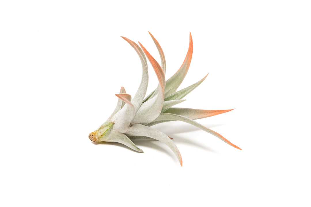 color enhanced coral tillandsia harrisii air plant