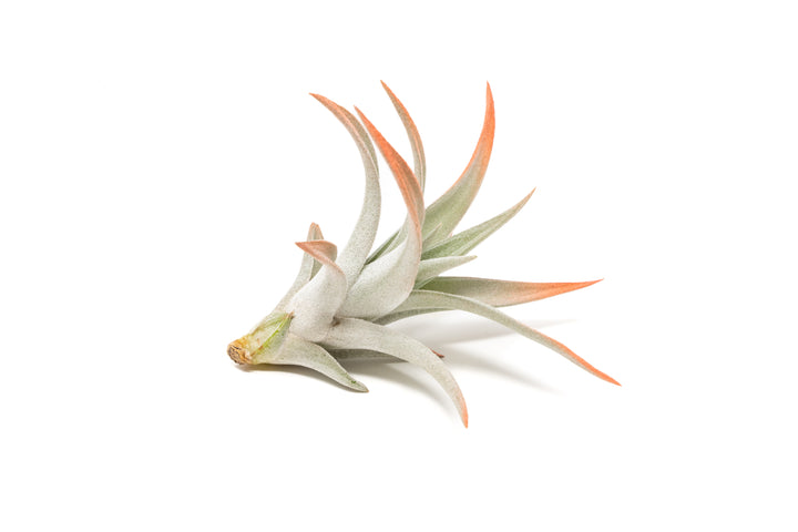 color enhanced coral tillandsia harrisii air plant