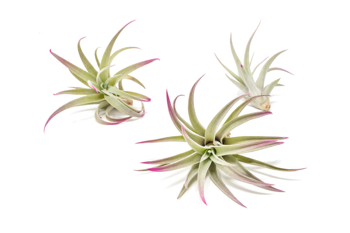 three color enhanced pink tillandsia harrisii air plants