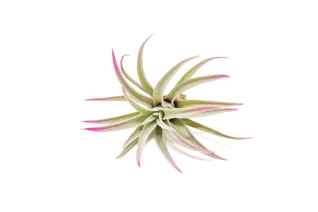 color enhanced pink tillandsia harrisii air plant