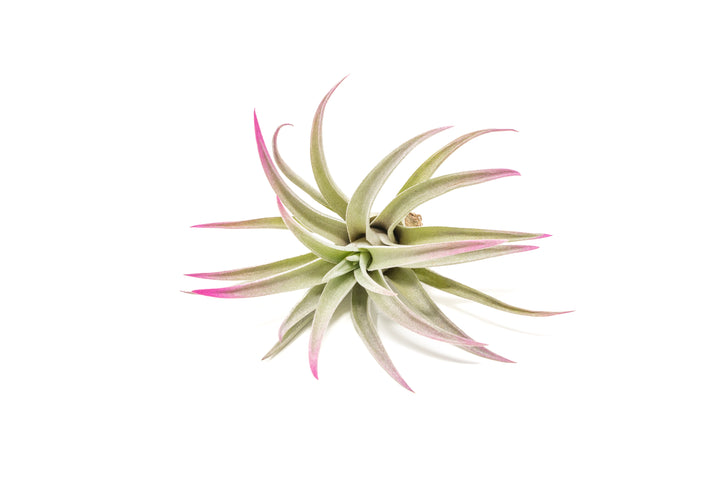 color enhanced pink tillandsia harrisii air plant