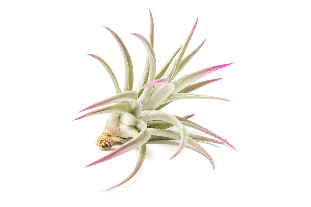 color enhanced pink tillandsia harrisii air plant