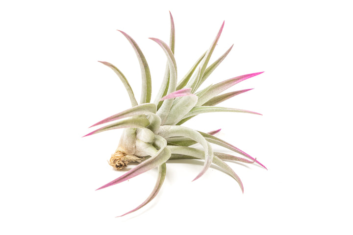 color enhanced pink tillandsia harrisii air plant