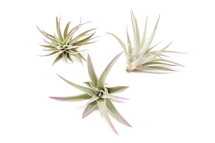 three color enhanced lavender tillandsia harrisii air plants