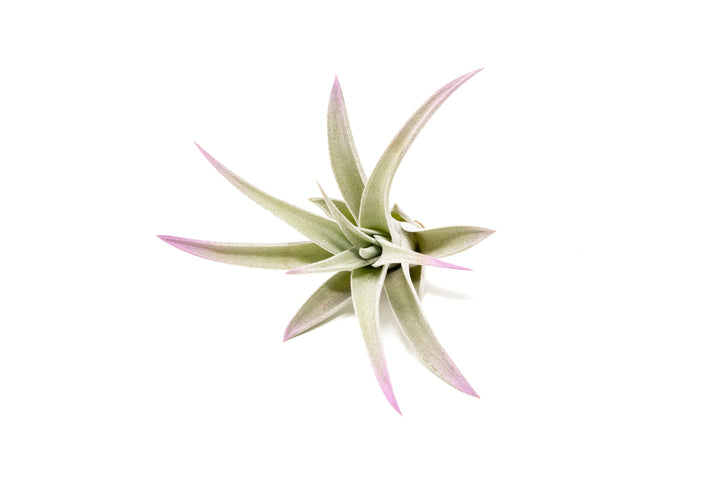 color enhanced lavender tillandsia harrisii air plant