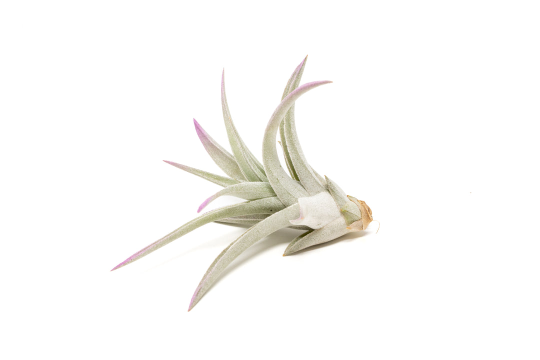 color enhanced lavender tillandsia harrisii air plant