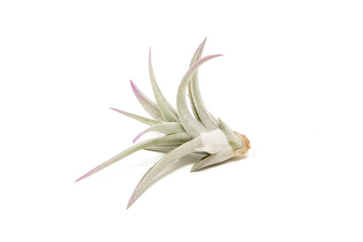 color enhanced lavender tillandsia harrisii air plant