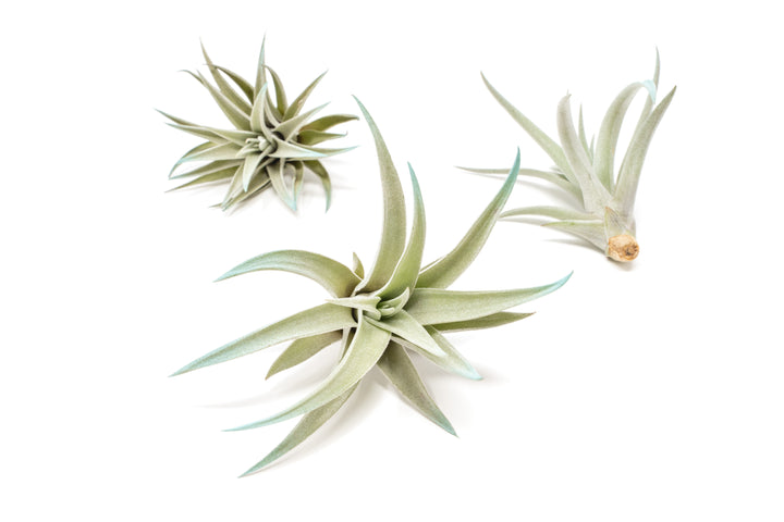 three color enhanced blue tillandsia harrisii air plants