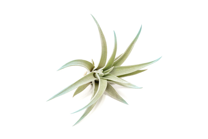 color enhanced blue tillandsia harrisii air plant