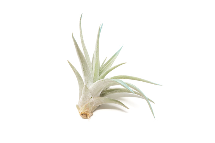 color enhanced blue tillandsia harrisii air plant