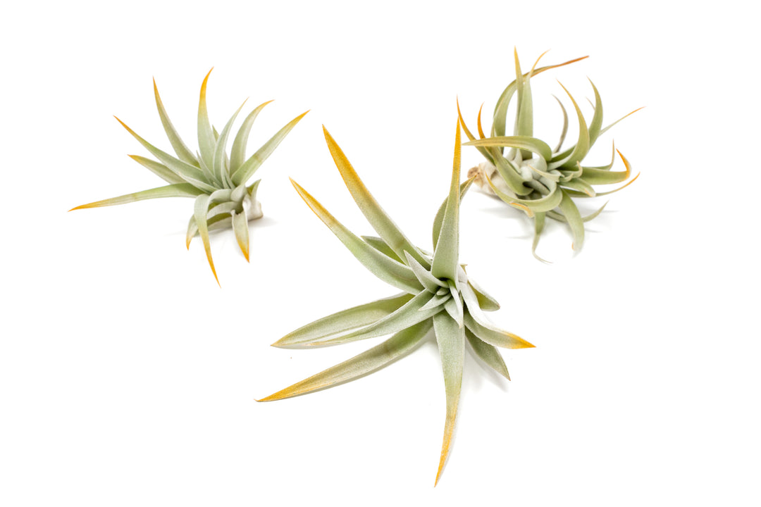 three color enhanced orange tillandsia harrisii air plants