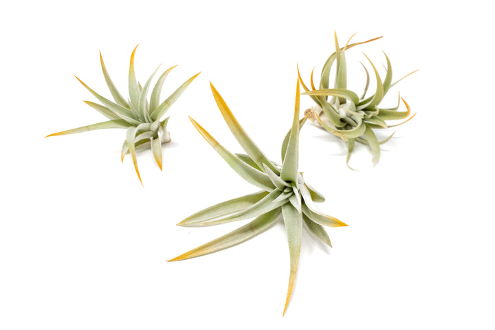 three color enhanced orange tillandsia harrisii air plants