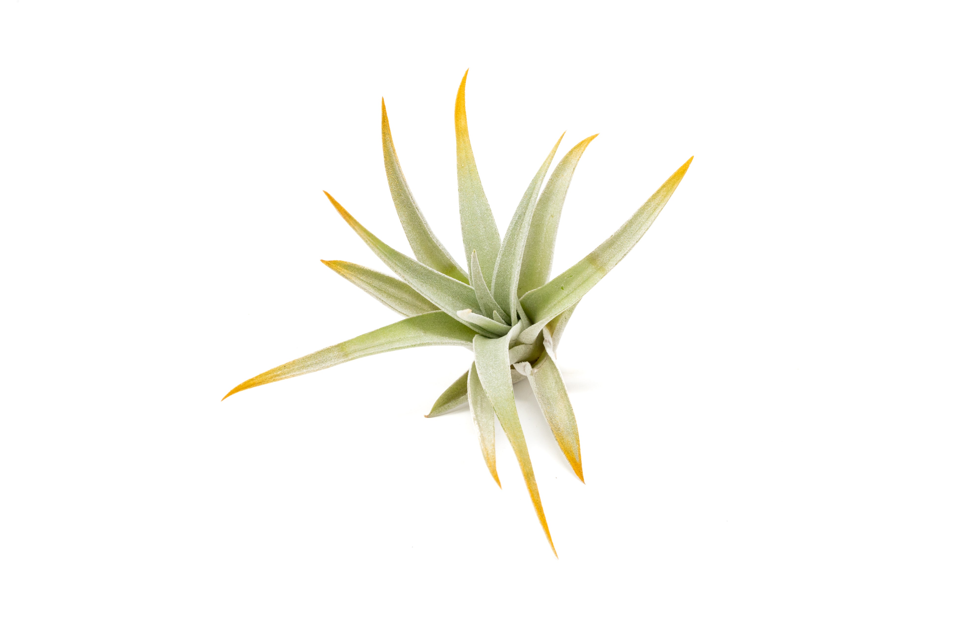 Orange Enhanced, Colored Tillandsia Air Plants