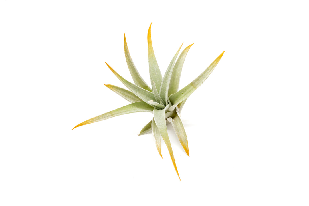 color enhanced orange tillandsia harrisii air plant