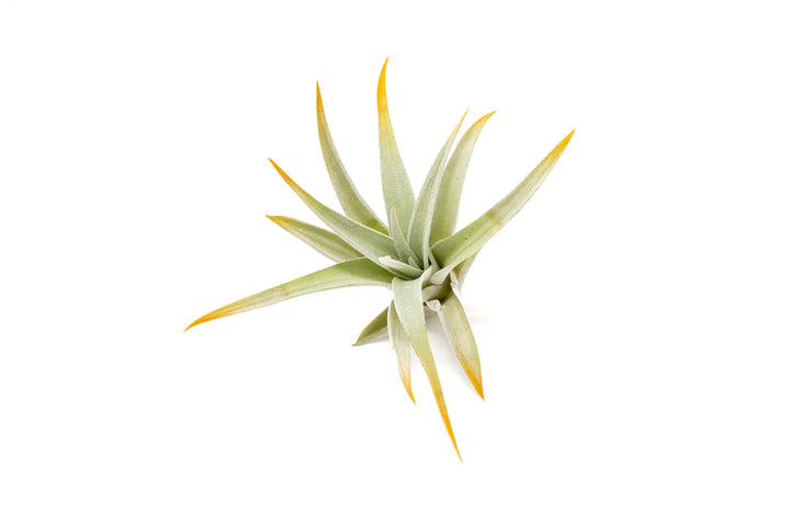 color enhanced orange tillandsia harrisii air plant