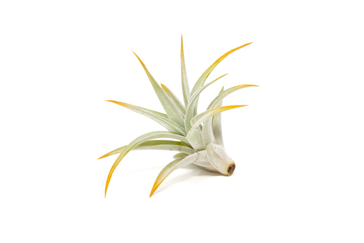 color enhanced orange tillandsia harrisii air plant