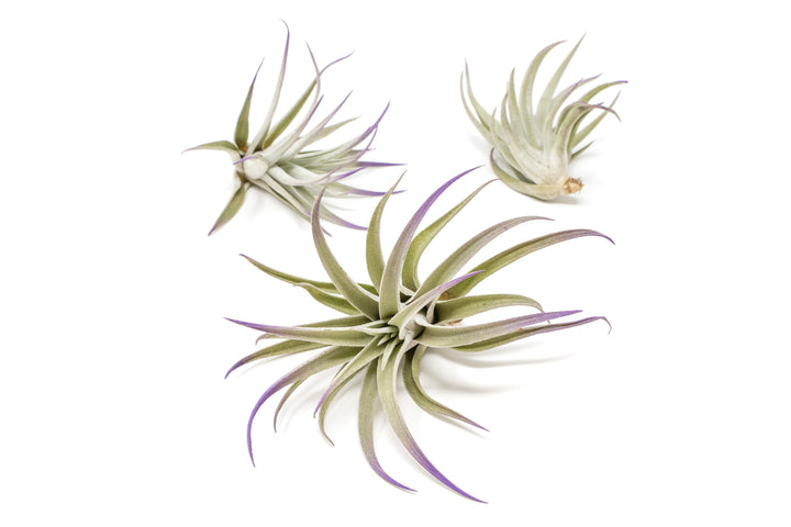 three color enhanced purple tillandsia harrisii air plants