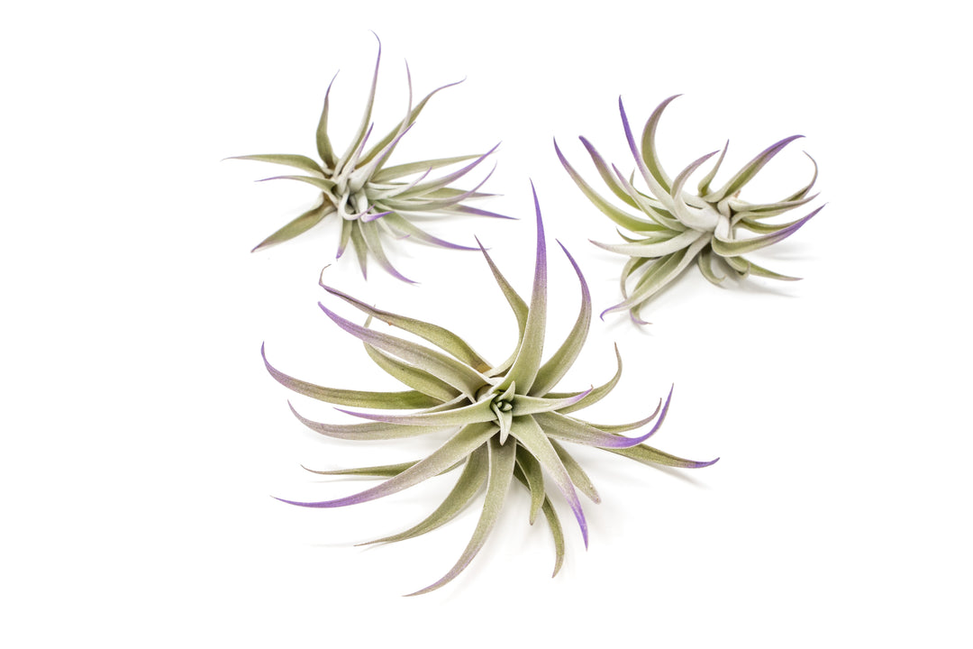 three color enhanced purple tillandsia harrisii air plants