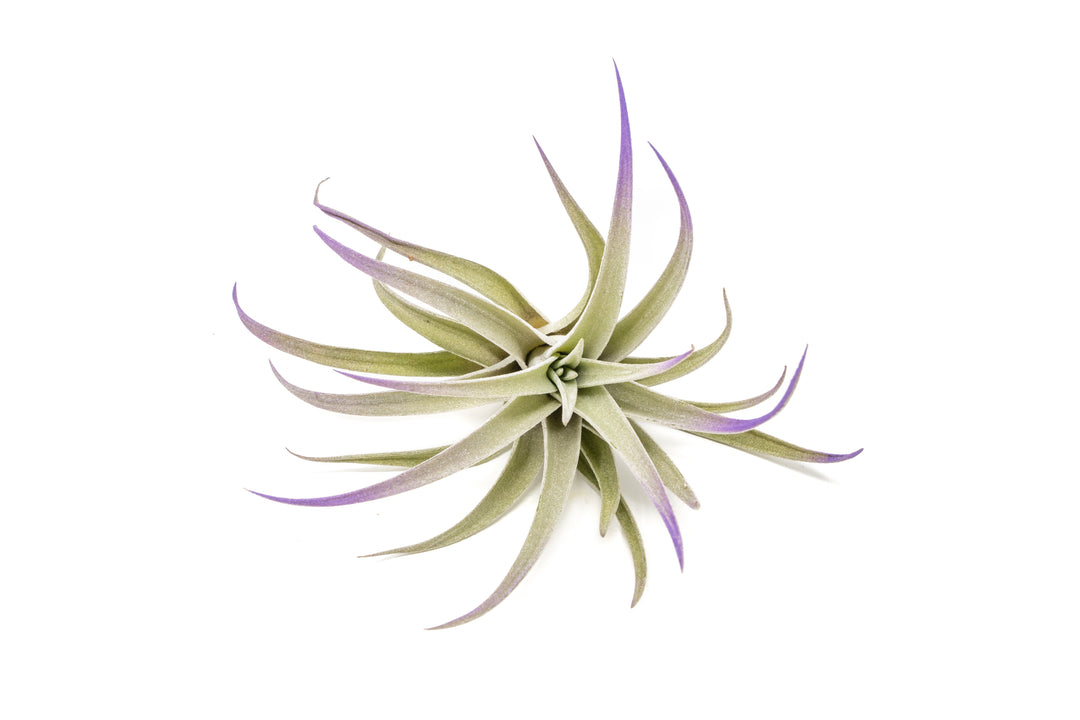 color enhanced purple tillandsia harrisii air plant