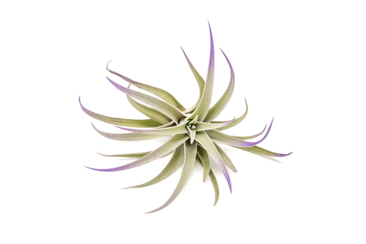 color enhanced purple tillandsia harrisii air plant