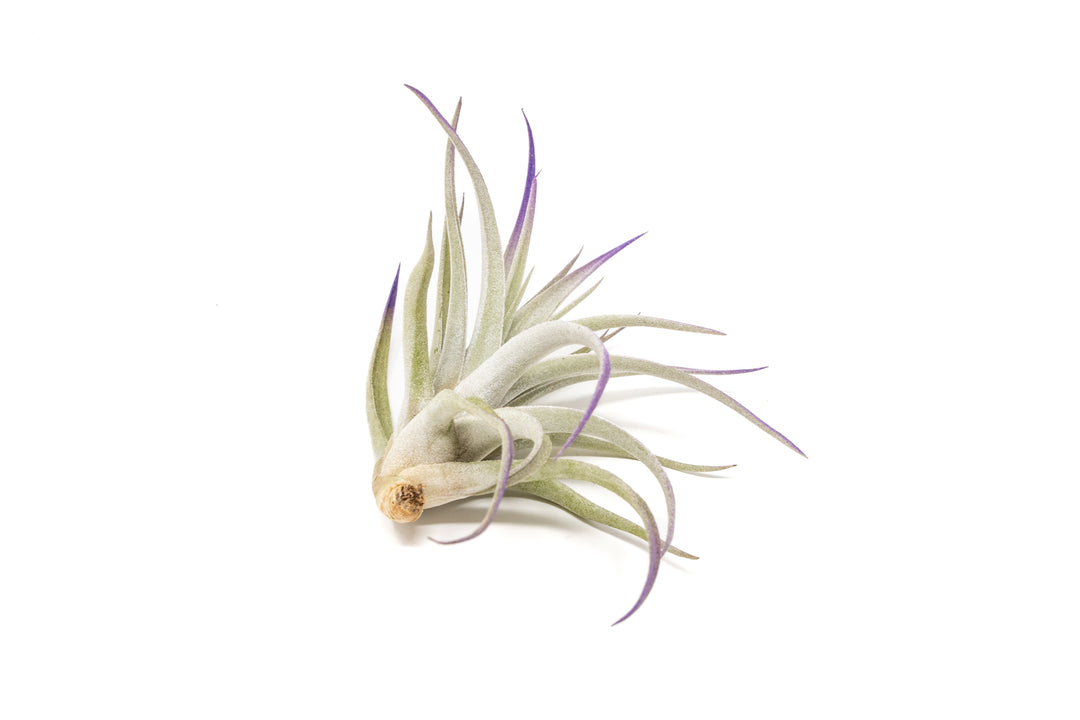 color enhanced purple tillandsia harrisii air plant