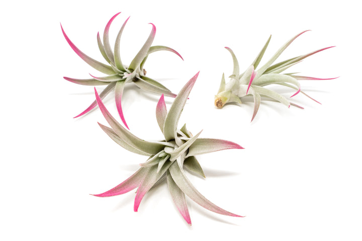 three color enhanced pink tillandsia harrisii air plants