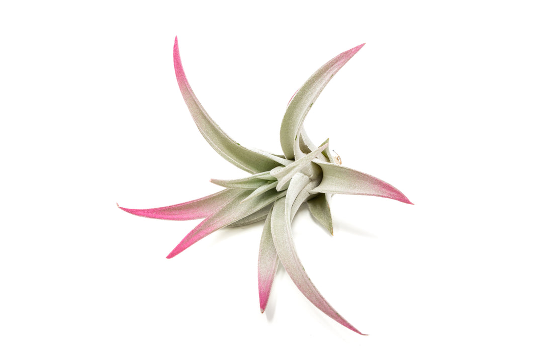 color enhanced pink tillandsia harrisii air plants