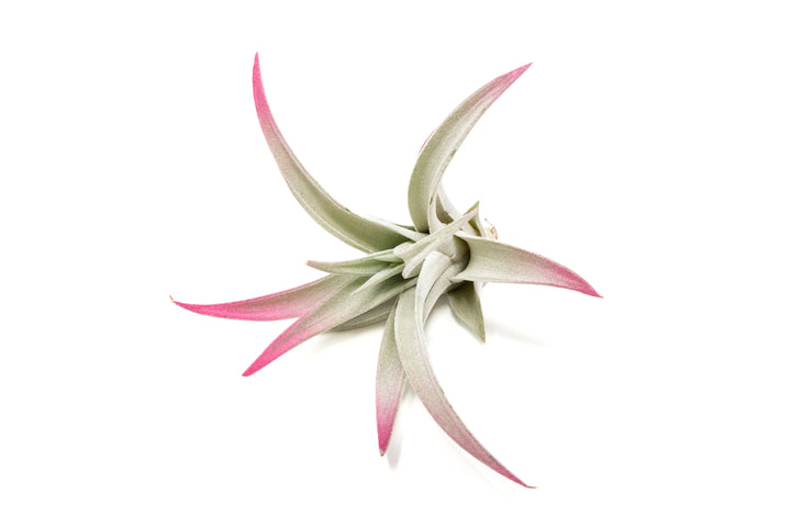 color enhanced pink tillandsia harrisii air plants