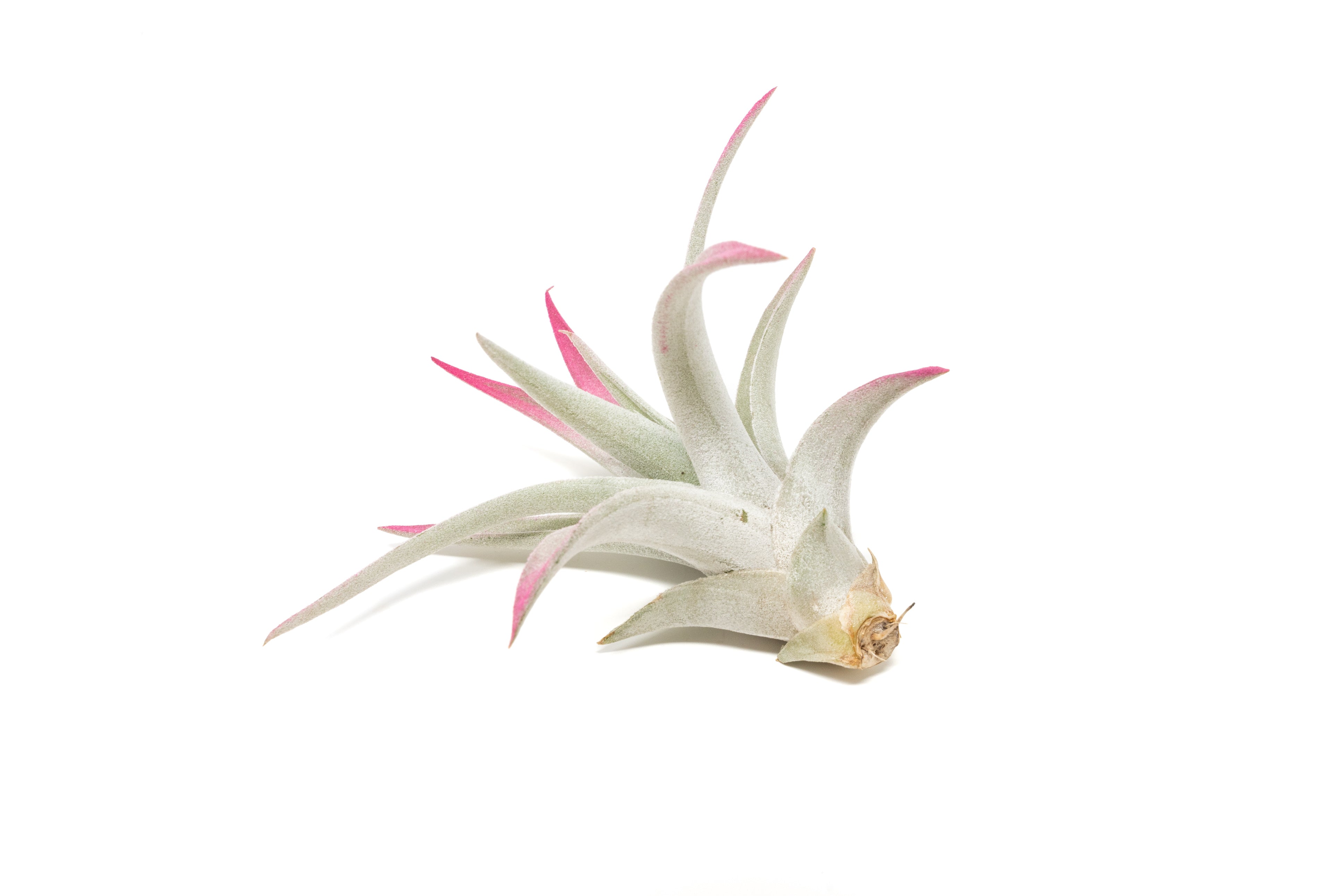 Enhanced_Colored_Tillandsia_Ai