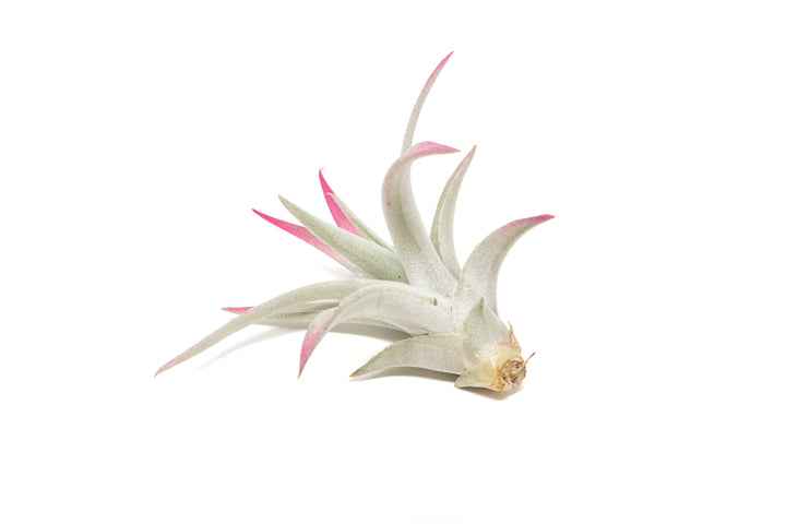 color enhanced pink tillandsia harrisii air plant