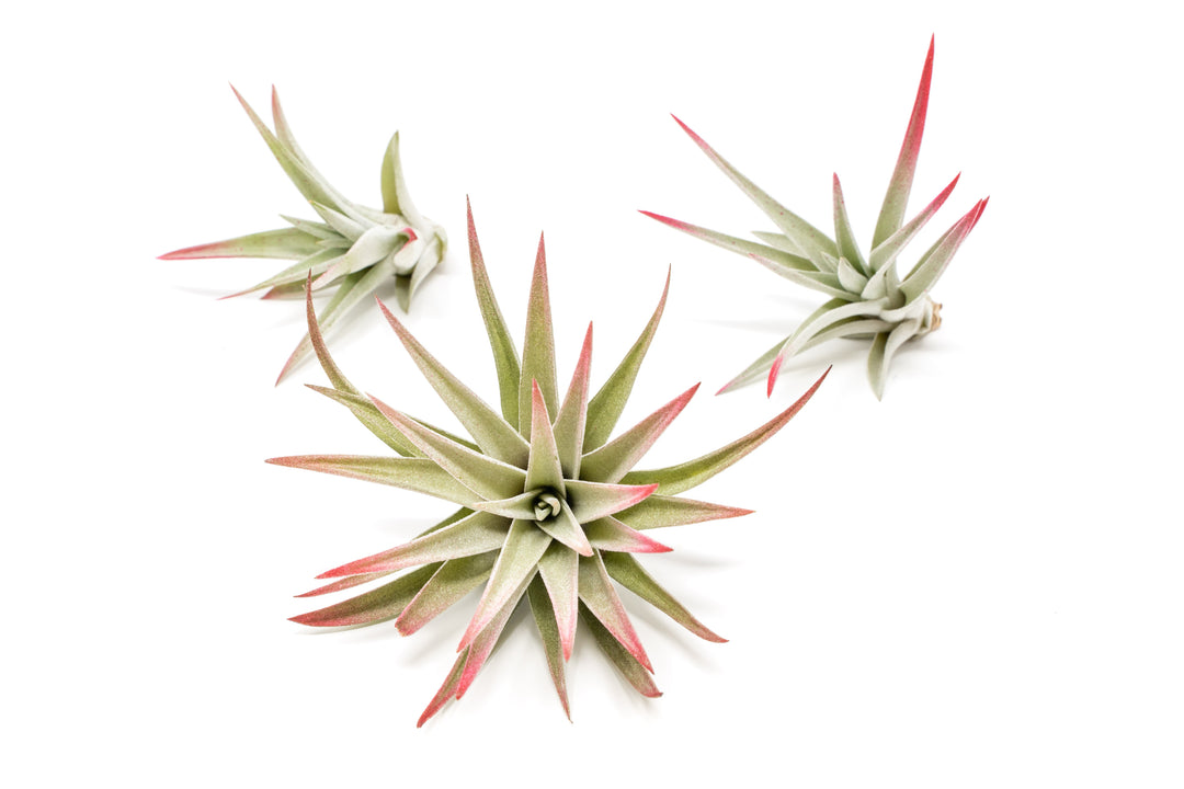three color enhanced red tillandsia harrisii air plants