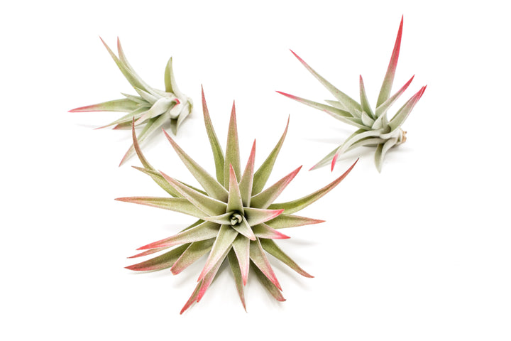 three color enhanced red tillandsia harrisii air plants