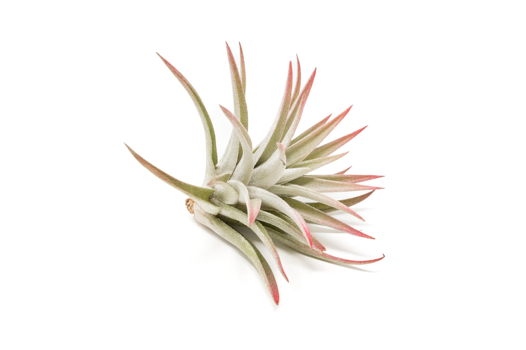 color enhanced red tillandsia harrisii air plant