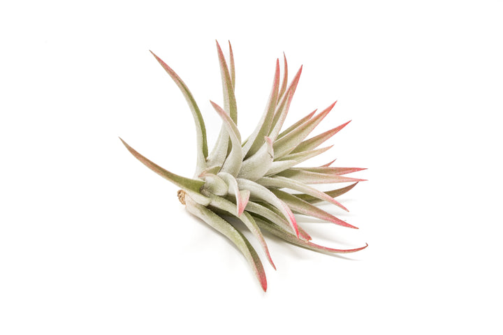 color enhanced red tillandsia harrisii air plant