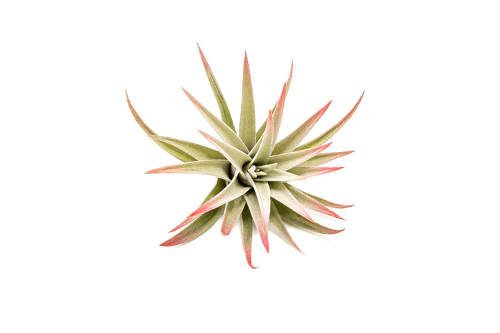 color enhanced red tillandsia harrisii air plant