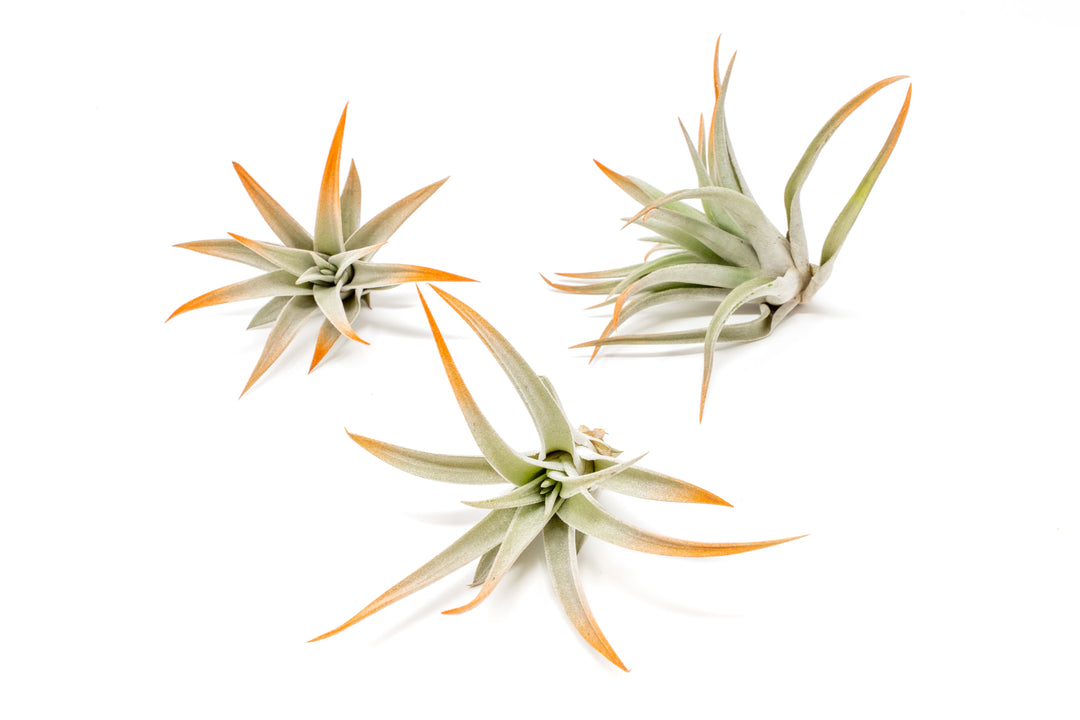 three color enhanced orange tillandsia harrisii air plants